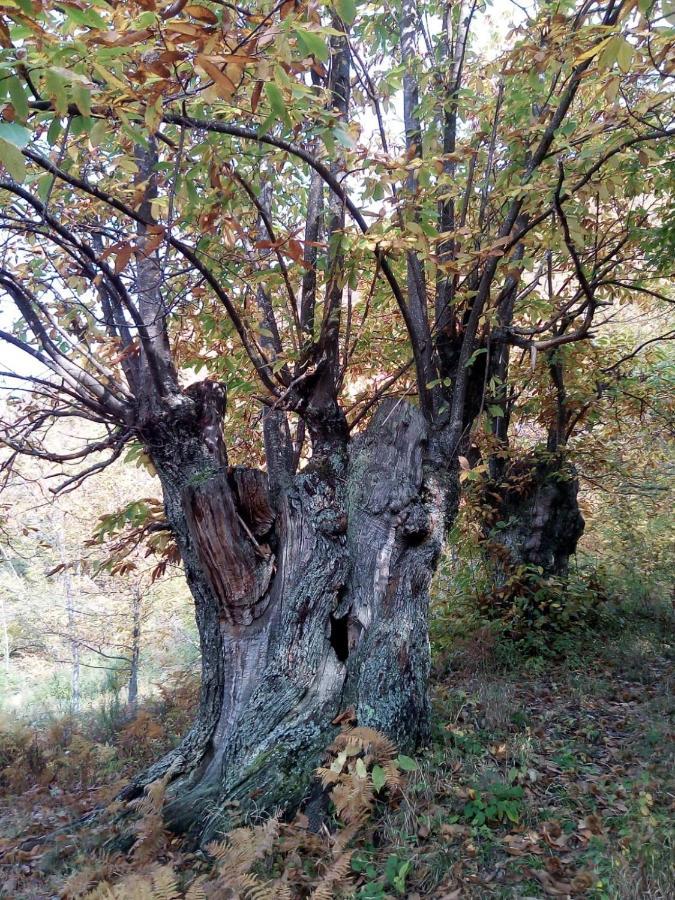 Apartmán Casa Nel Bosco, Appennino Tosco Emiliano Camugnano Exteriér fotografie